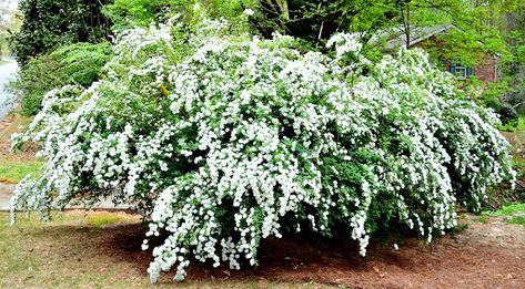 Reeves Spirea, Shrubs With White Flowers, White Flowering Shrubs, White Spring Flowers, White Flowers Garden, White Flowering Plants, Landscaping Trees, Perennial Shrubs, White Plants