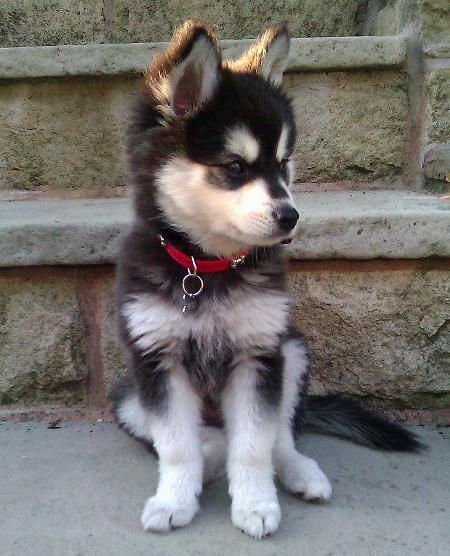 Alaskan Klee Kai. If we ever move to a house, I am getting one of these cuties. They look like puppies forever! Mini Husky, Alaskan Klee Kai, Puppies And Kitties, Husky Mix, A Husky, Animale Rare, Husky Puppy, Blue Heeler, Cute Creatures