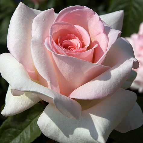 Francis Meilland is a stunning hybrid tea rose with large, 4-inch-wide, soft pink flowers that have a strong, sweet scent. It offers outstanding disease resistance, making Francis Meilland easy to grow in the home garden.                         Name: Rosa 'Meitroni'                         Growing Conditions: Full sun and moist, well-drained soil                         Size: To 7 feet tall and 3 feet wide                         Fragrance: Strong                         Zones: 5-9          ... Rose Belle, Fragrant Roses, Types Of Roses, Shrub Roses, Simple Rose, Growing Roses, Hybrid Tea Roses, Blooming Plants, Rose Bush