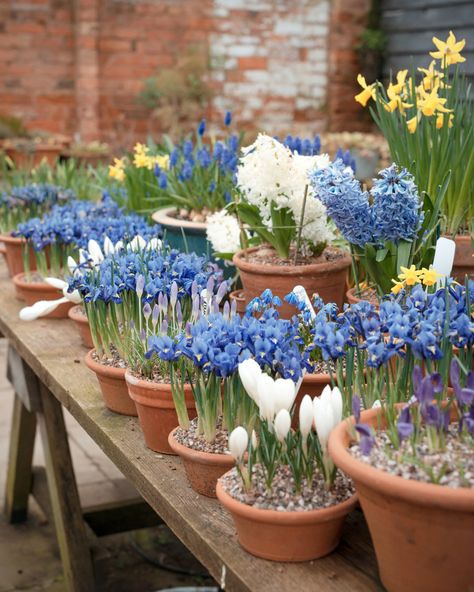 Gardeners World, Container Herb Garden, Monty Don, European Garden, Backyard Greenhouse, English Cottage Garden, Garden Bulbs, Wildflower Garden, Garden Oasis