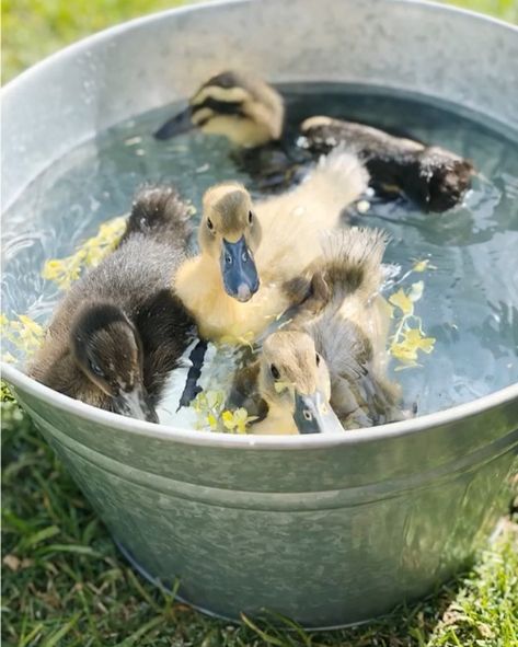 Happy Easter from four little duckling swimming in circles inside a galvanized bucket. 🦆🦆🦆🦆 . . . . . #farmhousestyle #ducklings #petsofafs… Duckling Care, Vintage Wedding Reception, Big Tub, Critters 3, Water Bowl, Cutest Thing Ever, Cottage Core, Clear Water, Ducks