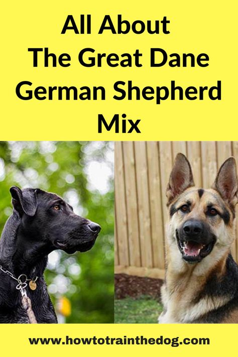 The Great Dane German Shepherd Mix (Ultimate Guide) #greatshepherd #greatdanemix #germanshepherdmix Great Dane German Shepherd Mix Dogs, German Shepherd Facts, Dog Images Hd, The Great Dane, German Shepherd Breeds, Shepherd Mix Dog, German Shepherd Mix, Best Dog Photos, Funny Dog Photos