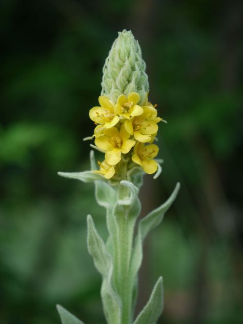 Mullein Plant, Mullein Flower, Black Pepper Plant, Biennial Plants, Raven Bird, Short Plants, Sensory Garden, Pepper Plants, Flower Spike