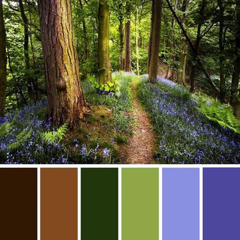 Nature Verte, Create Color Palette, Forest Color, Color Schemes Colour Palettes, Forest Green Color, Nature Color Palette, Landscape Photography Nature, Green Colour Palette, Tree Photography