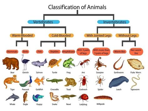 Classification Of Animals, Animal Types, Peacock Feather Art, Vertebrates And Invertebrates, World Animals, Stem Books, Different Types Of Animals, Toddler Lessons, Animal Classification