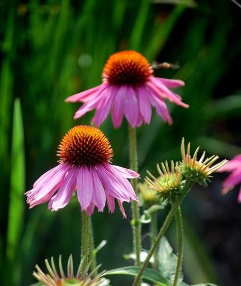 Echinacea Flowers from my garden I can't believe that even  with hard frost this week the way my garden is still full  of glowing colour. I... Purple Echinacea, Flower In Jar, Watercolor Flower Ideas, Painting Ideas Flowers, Plants To Draw, Echinacea Plant, Watercolor Negative Painting, Echinacea Flower, Monet Garden Giverny