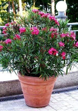 Oleander Care: Tips For Growing Oleander Bushes and Trees - Oleander Plants, Courtyard Plants, Nerium Oleander, Fast Growing Evergreens, Outside Plants, Mediterranean Plants, Balcony Plants, Mediterranean Garden, Colorful Plants