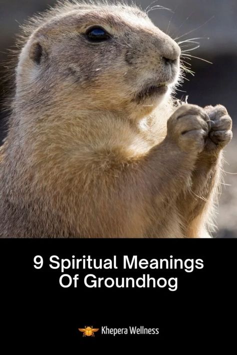 Groundhog Spiritual Meaning, Ground Hog, Animal Meanings, Dream Meanings, Spirit Animals, Spiritual Beliefs, Spirit World, Spiritual Protection, Spiritual Messages