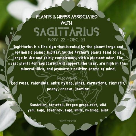 Herbs Of Sagittarius, Herbs For Sagittarius, Sagittarius Magic, November Magick, Plant Magick, Witchy Astrology, Herbal Living, Zodiac Aesthetic, Zodiac Sagittarius Facts