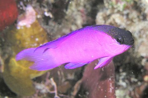 Black Cap Basslet Small Saltwater Tank, Marine Aquarium Fish, Saltwater Aquarium Fish, Saltwater Fish Tanks, Tropical Fish Tanks, Nano Aquarium, Western Caribbean, Salt Water Fish, Fishing For Beginners