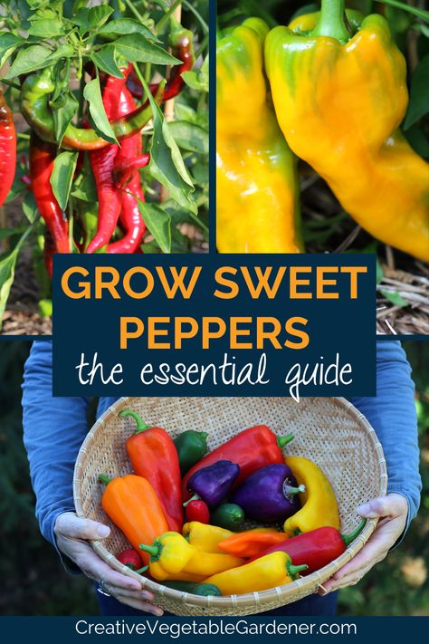 Master successfully growing sweet peppers: best varieties, buying plants and seeds, planting, maintenance, harvesting and preserving. Sweet Pepper Plants In Pots, How To Grow Sweet Peppers, Growing Red Peppers, Growing Peppers In Pots, Growing Sweet Peppers, Pepper Growing, Gardening Knowledge, Garden Prep, Grow Peppers