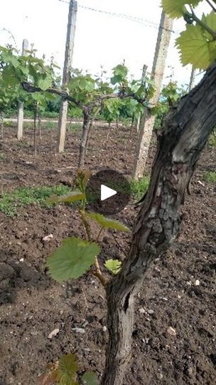 Grape Vine Pruning, Grape Vines, Vines, Grapes, Audio, The Originals