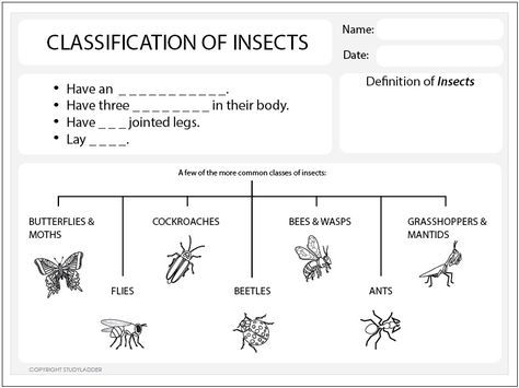 Insect Classification, Insect Unit Study, Insect Unit, Home Tutors, Science Worksheets, Outdoor School, Homeschool Science, Kids Activity, Life Stages