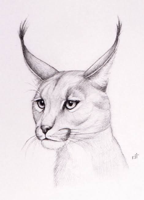 Caracal Cat, Interesting Drawings, Wolf Character, Elephant Drawing, Cat Sketch, Big Cats Art, Charcoal Sketch, Oc Drawings, Art Drawings Sketches Pencil