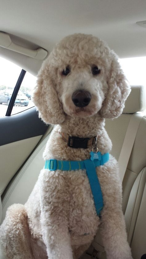 Short Hair Poodle, Summer Poodle Cuts, Short Poodle Cuts, Standard Poodle Aesthetic, Poodle Summer Cut, Standard Poodle Teddy Bear, Standard Poodle Haircuts, Toy Poodle Dog, Anjing Poodle