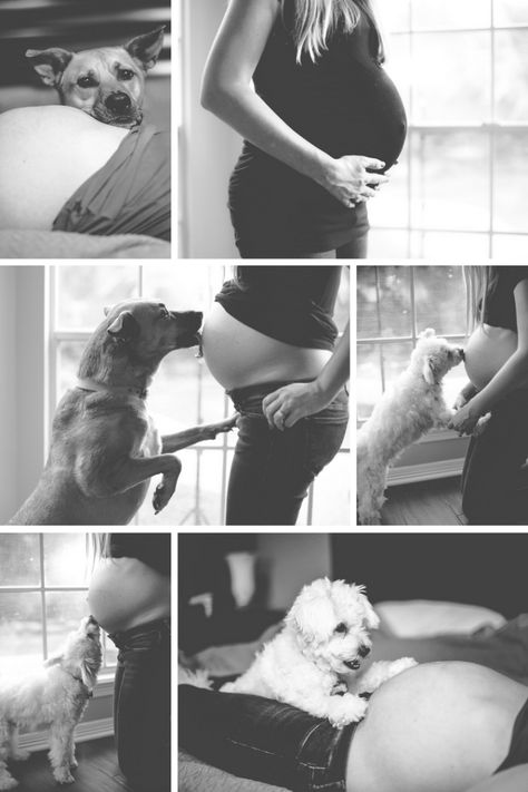 Dog And Bump Photos, Dog And Pregnant Belly Photo Ideas, Maternity Photo Shoot Ideas Dog, At Home Maternity Shoot With Dog, Bump Pictures With Husband, Maternity Photo With Dog, Maternity Dog Photoshoot, Maternity Pictures With Dogs, Maternity Photoshoot With Dog