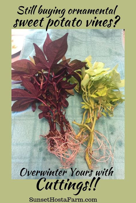 Spending money every season on those gorgeous Ornamental Sweet Potato Vines? They can be pricey! Even in Zones 9 and below where they are treated as annual plants, you CAN overwinter them and have them year to year -- and expand the number! Learn to make and overwinter cuttings and store the SPV tubers here. Gardening Love fresh from the farm, SunsetHostaFarm.com. How To Overwinter Sweet Potato Vine, Overwintering Annuals, Sweet Potato Plant Vine, Winterizing Plants, Overwintering Geraniums, Sweet Potato Vines, Planting Combinations, Sweet Potato Plant, Shade Tolerant Plants