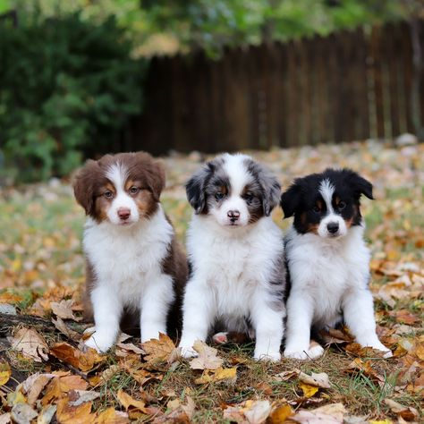 Meet the most lovable Mini Aussies! Your new adventure buddies await - they are overflowing with love and they have the most playful, lively spirits.❤🍂 Tap the link to learn more: https://www.mypupcentral.com/breeds/australian-shepherd-puppies #australianshepherd #australianshepherdpuppy #aussiepuppy #miniaussie #miniaustralianshepherd #farmdogs #herdingdogs #merleaussiepuppies #aussie #aussiepuppies #reputableaussiebreeders #companionpuppies #adventurousdogs #loyaldogs #intelligentdogs #h... Australian Shepherd Lab Mix, Mini Aussie Shepherd, Mini Aussie Puppy, Mini Aussies, Dog Shelter, Miniature Australian Shepherd, Aussie Shepherd, Australian Shepherd Puppy, Aussie Puppies