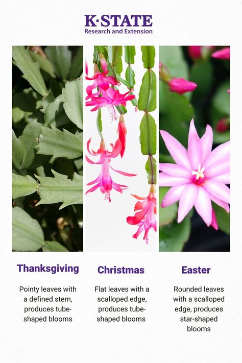 Holiday cacti are different types of cacti that bloom around a certain time of year. How do you know if yours is a Thansgiving cactus, Christmas cactus, or Easter cactus? The answer is in the leaves. Christmas Cactus Leaves Turning Red, Holiday Cactus Plants, Caring For Christmas Cactus, Types Of Christmas Cactus, Christmas Cactus Problems, Cactus Christmas, Thanksgiving Cactus, Easter Cactus, Holiday Cactus