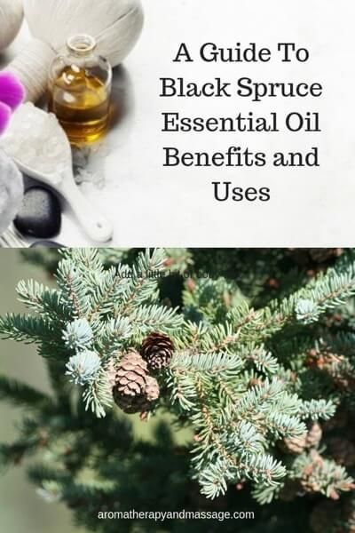 A Guide To Black Spruce Essential Oil and Its Benefits and Uses In Aromatherapy at https://www.aromatherapyandmassage.com/spruce-essential-oil.html Black Spruce Essential Oil, Essential Oils Uses Chart, Quick Morning Workout, Spruce Essential Oil, Oil Therapy, Esential Oils, Massage Therapy Business, The Respiratory System, Black Spruce