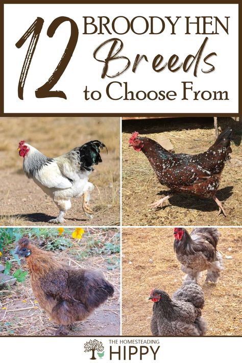 If you want to naturally expand the size of your flock, you'll want broody hens. We will tell you about the best broody breeds right here. #chickens Friendly Chicken Breeds, Hen Breeds, Chicken Breeds With Pictures, Cold Hardy Chicken Breeds, Dual Purpose Chicken Breeds, Friendliest Chicken Breeds, Molting Chickens, Broody Hen, Raising Rhode Island Red Chickens