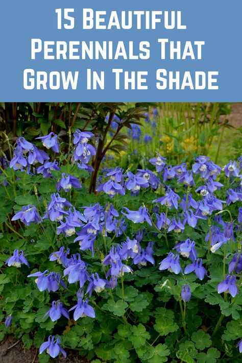 Shady Patio Garden, Plants That Love Shade Perennials, Plants For The Shade Backyards, Shade Plants Zone 5 Perennials, Cottage Shade Garden Perennials, Shade Plants Under Trees Garden Design, Shady Gardens Ideas, Garden Planning Layout Shade, Shade Perennials Landscape Designs