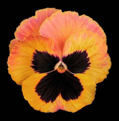 Pansies Flowers, Black Flower, Flower Art Painting, Exotic Flowers, Flower Photos, Flower Pictures, Flower Cards, Amazing Flowers, Love Flowers