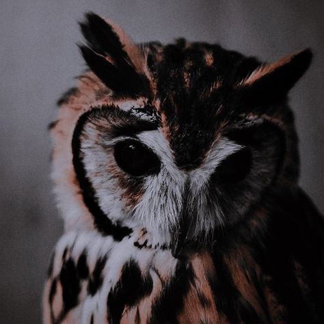 Nocturnal Animals, Hades And Persephone, Great Horned Owl, Aesthetic Images, Character Aesthetic, Akita, Cute Little Animals, Beautiful Creatures, Dark Aesthetic