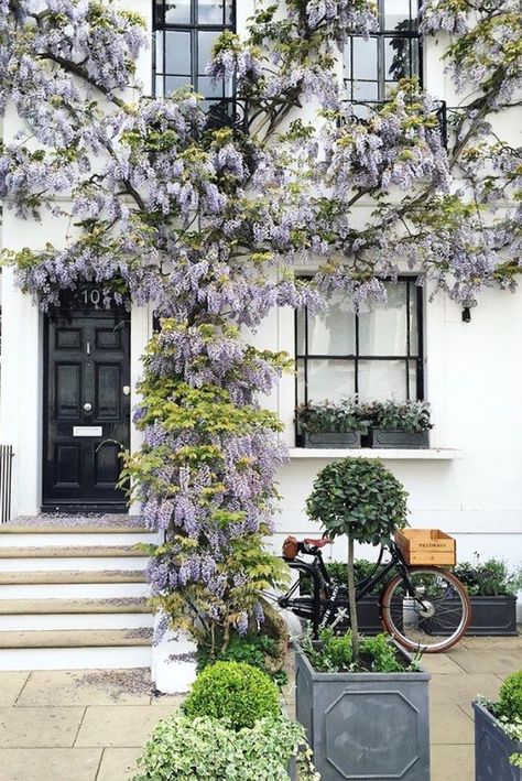 Wisteria over front door makes a charming entrance Front Door Canopy, Beautiful Front Doors, Victorian Terrace House, London Houses, Mews House, What Are We, House Front Door, Victorian Terrace, Home Entrance Decor