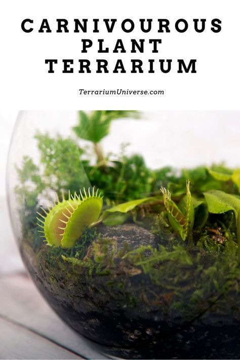 This guide will show you the best way to build a carnivorous plant terrarium at home! Updated for first time terrarium lovers. How To Make An Enclosed Terrarium, How To Make A Tiny Terrarium, Carnivore Plant Terrarium, Carnivorous Terrarium Ideas, How To Set Up A Terrarium, Carnivore Terrarium, Terrarium Plants Ideas, Japanese Terrarium Miniature Zen Garden, How To Build A Terrarium