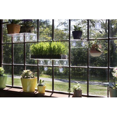 Window Shelf For Plants, Window Shelf, Window Garden, Plant Window, Window Plants, Window Shelves, Acrylic Shelf, Seed Starter, Indoor Herb Garden