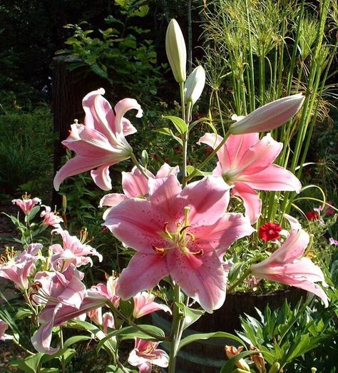 Fav Flower, Pink Lily Flower, Stargazer Lily, Boquette Flowers, Nothing But Flowers, Flower Therapy, Pretty Plants, Beautiful Flowers Pictures, Pink Lily