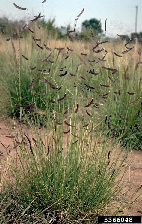 Image 5366048 is of blue grama (Bouteloua gracilis ) plant(s). It is by Howard F. Schwartz at Colorado State University. The 'Willis' cultivar of blue grama grass growing on a field in Colorado. Dry Garden Landscaping, Bouteloua Gracilis, Low Water Gardening, Prairie Garden, Best Perennials, Sunken Garden, Front Landscaping, Grasses Garden, Front Lawn