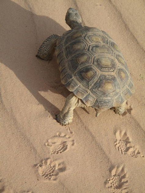 California desert tortoise :: love their footprints Russian Tortoise, Tortoise Care, Tortoise Habitat, Desert Tortoise, Sulcata Tortoise, Desert Animals, Tortoise Turtle, Terrapin, California Desert