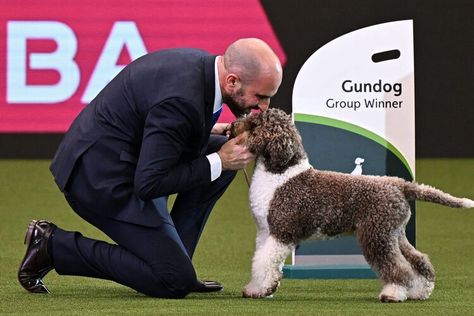 Crufts Dog Show 2023 Results: Final Winners, Top Photos and Reaction Crufts Dog Show 2022, Lagotto Romagnolo, Dog Sports, Bleacher Report, Best In Show, Birmingham England, Bleachers, Sporting Dogs, Dog Show