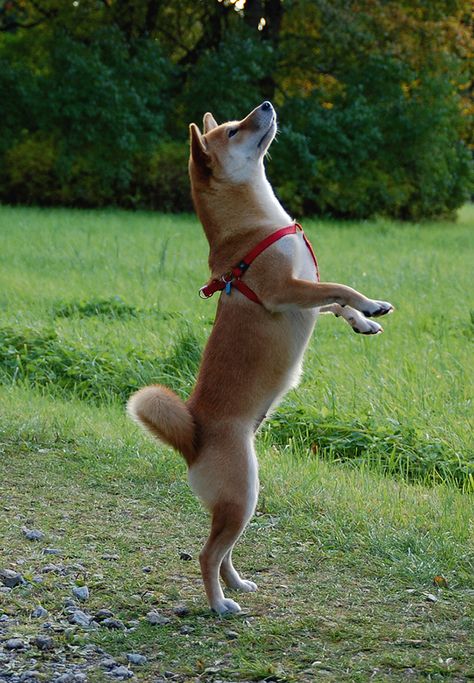 Shiba inu standing up Dogs Reference, Dog Crate Ideas, Dog Standing, Kennel Cover, Dog Anatomy, Fox Dog, Akita Dog, Shiba Inu Dog, Cat Behavior