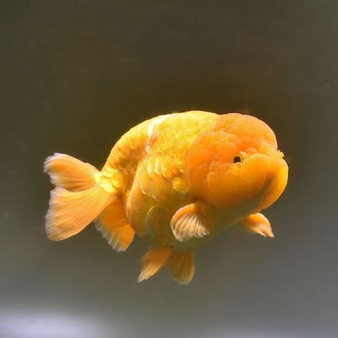 Puffy Goldfish, Fat Goldfish, Oranda Fish, Cute Gold Fish, Oranda Goldfish, Goldfish Tank, Fishing Room, Yellow Fish, Golden Fish