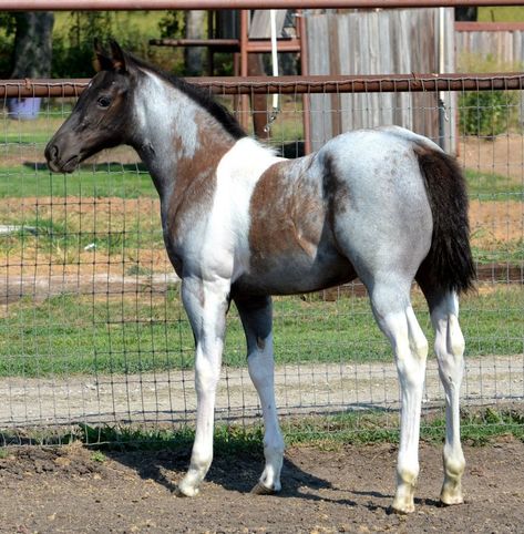 This little foal looks like a combination of a blue roan, a red roan, a grey, and a paint. It’s almost like having four horses in one. That white stripe along its withers makes it look like someone took a paintbrush dipped in white paint and just painted one stroke from the ground, up the horse’s leg over its withers. Rare Horse Colors, Nice Horses, Photos Of Horses, Unusual Horse, Horse Markings, Horse Coat Colors, Rare Horses, Paint Horses, Horse Coats