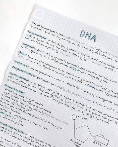 No photo description available. Dna Notes Aesthetic, Dna Notes, Apush Notes, Handwriting Inspo, Productivity Inspiration, Study Aesthetics, Biology Classroom, Study Mode, Notes Aesthetic