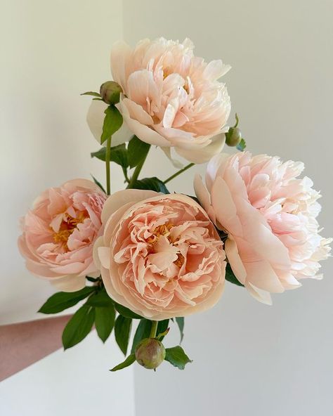 Bethany Stanbery | Pastelegance Peony-arguably one of the most beautiful peonies to exist! This peony variety is known for its unique lemony-peachy champagne... | Instagram Woodland Yard, Fresh Peonies, Peach Tulips, Peonies Wedding, Beautiful Peonies, Bathroom Mood Board, Peach Peonies, Peony Bouquet, Peony Wedding