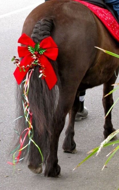 Christmas 4U Horse Fancy Dress, Horse Braiding, Horse Mane, Horse Costumes, Christmas Horses, Christmas Tale, Mini Horse, Christmas Parade, Horse Crazy