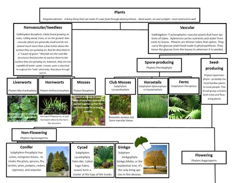 A Leah Bou original! Plant Classification Chart pg 1 of 2. I designed this flow chart of the main 6 phylum of the plant for the KONOS co-op lesson on plant classification. Plant Classification Chart, Botany Activities, Plant Taxonomy, Plants Lesson Plans, Botanical Academia, Lecture Room, Plant Classification, Earth Science Lessons, New Nature Wallpaper