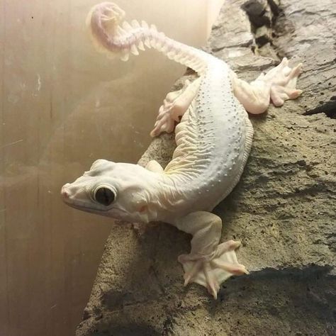 Flying Gecko, Cute Lizard, Quotes Light, Reptile Room, Albino Animals, Cute Reptiles, Chameleons, Photography Makeup, Reptiles Pet