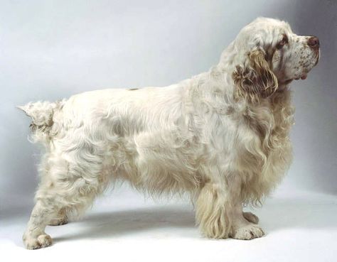 30 Best Hunting Dogs for All Types of Game - Top Dog Tips Clumber Spaniel Puppy, Hunting Dogs Breeds, Rare Dogs, Clumber Spaniel, Every Dog Breed, Spaniel Puppies, Bird Dogs, Water Dog, Dogs For Sale