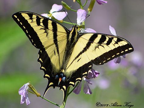 Western Swallowtail Butterfly Tattoo, California Buckeye, Tiger Swallowtail Butterfly, Printmaking Ideas, Tiger Swallowtail, Garden Mural, Small Tats, Butterfly Dragon, Beautiful Butterfly Photography