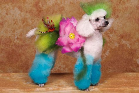 Pet dog is groomed Anjing Poodle, Dog Grooming Diy, Creative Grooming, Poodle Grooming, Grooming Style, Crazy Dog, Poodle Dog, Cat Grooming, Training Your Dog