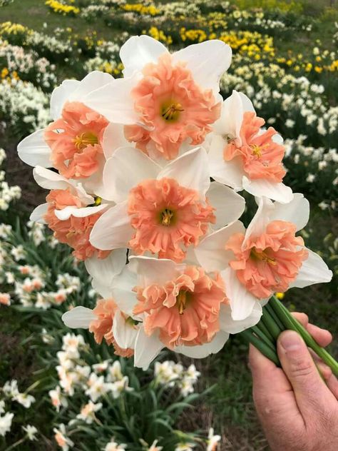 Fancy Daffodils, Widget Flower, Pink Daffodils, Daffodil Flowers, Flower Business, Daffodil Flower, Nothing But Flowers, Plant Aesthetic, Flower Therapy