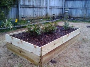 Roses In Raised Beds, 4 Roses, Best Plants, Garden Deco, Raised Bed, Julia Child, Garden Bed, Pvc Pipe, Raised Beds