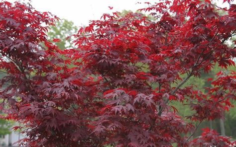 Fireglow Japanese Maple - (Acer palmatum 'Fireglow')Trees  http://www.gardenality.com/Plants/2314/Trees/Fireglow-Japanese-Maple.html# Landscape Shrubs, Pictures Of Spring, Venue Business, Red Maple Tree, Japanese Maples, Toilet Room, Acer Palmatum, Red Maple, Ornamental Trees