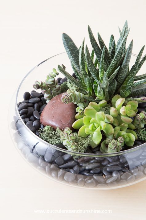 Succulents Ideas, Indoor Succulent Planter, Succulents In Glass, Cactus Terrarium, Succulent Bowls, Succulent Garden Indoor, Succulent Garden Diy, Hanging Succulents, Colorful Succulents